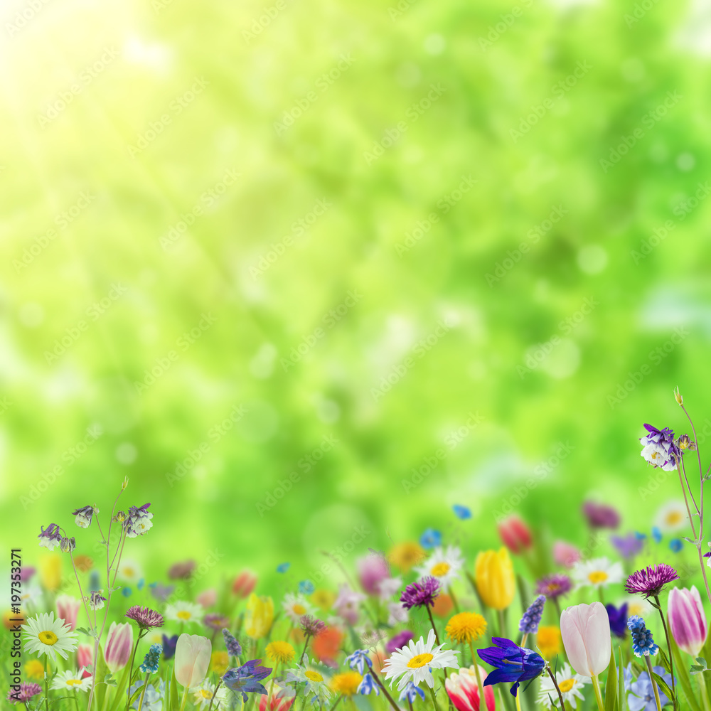 Background with wild flowers