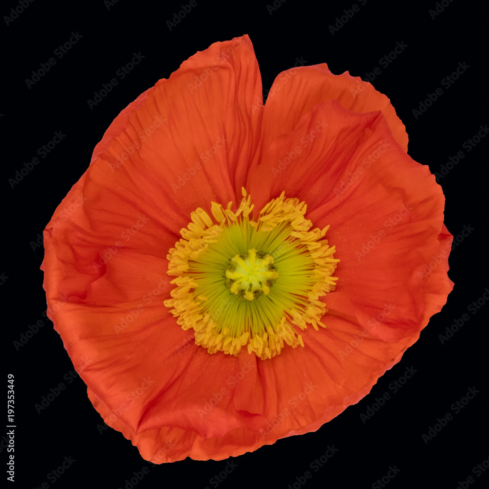 Mohn Blume