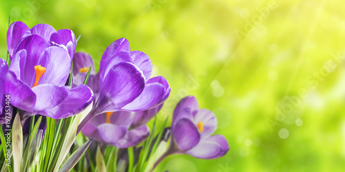 Nature background with crocus