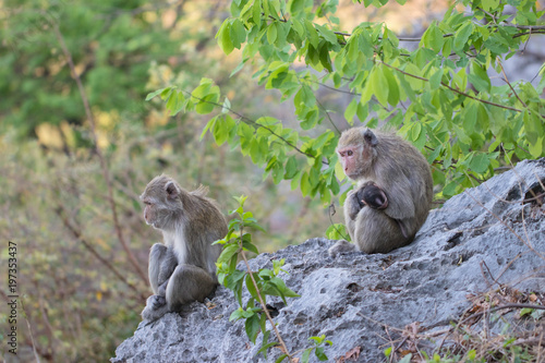 Mother and baby monkeys sitting on the rock floor at mountain and It’s looking everything in the forest. Soft focus and blur background. Cute animal. © krumanop