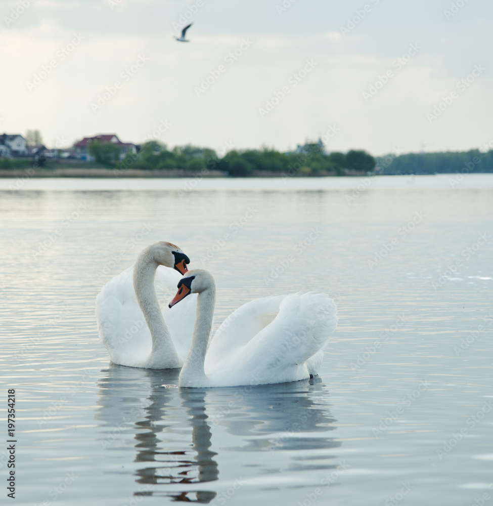 Obraz premium Two swans on a lake