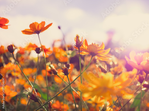 travel and adventure concept from ant view of beautiful flower field with group of yellow daisy or other flower with sunlight and soft focus background on winter to summer season