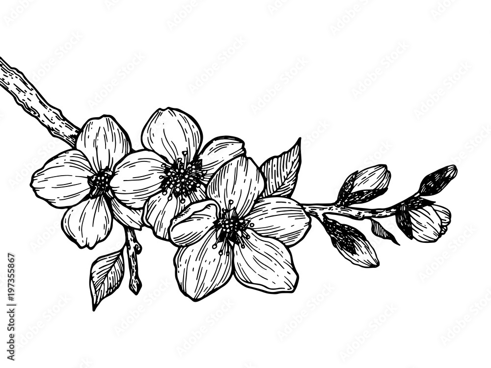 Fototapeta premium Cherry blossom branch engraving vector