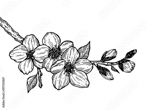 Cherry blossom branch engraving vector