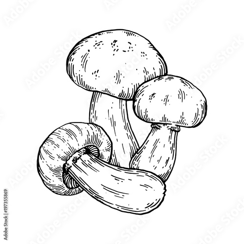 Porcini mushroom engraving vector