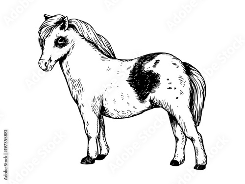 Pony small horse engraving vector