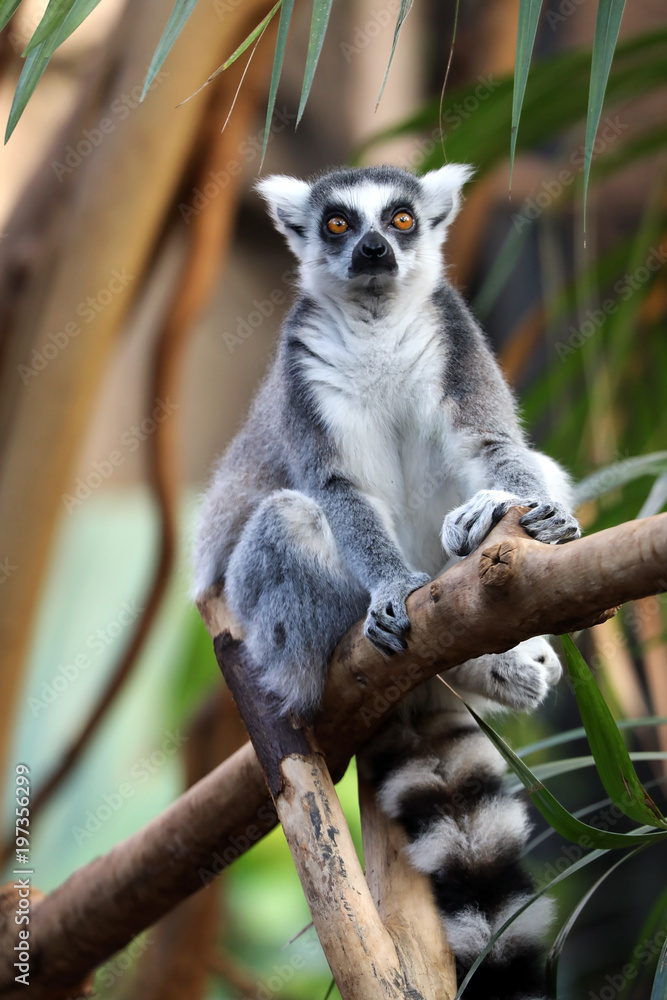 Fototapeta premium Ring tailed lemur