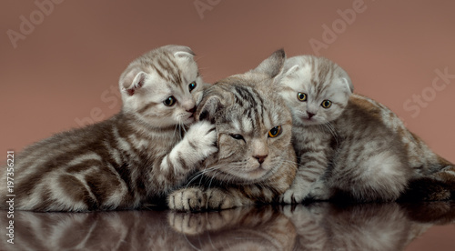 Fototapeta Naklejka Na Ścianę i Meble -  family cat's scottish fold