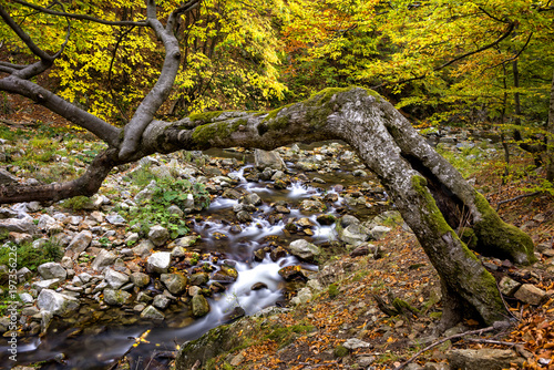 Fall foliage and a slow mountain stream with tiny waterfalls in wild Romania