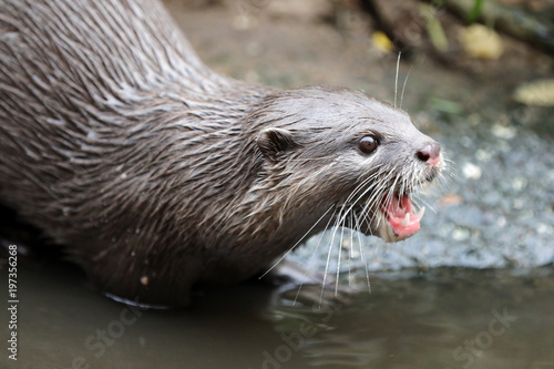 Obraz na płótnie Asian small-clawed otter w salonie