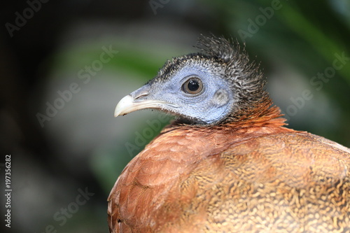 Argus pheasant head photo