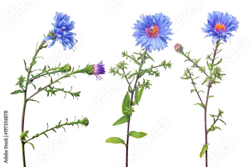blue color garden flowers collection on white