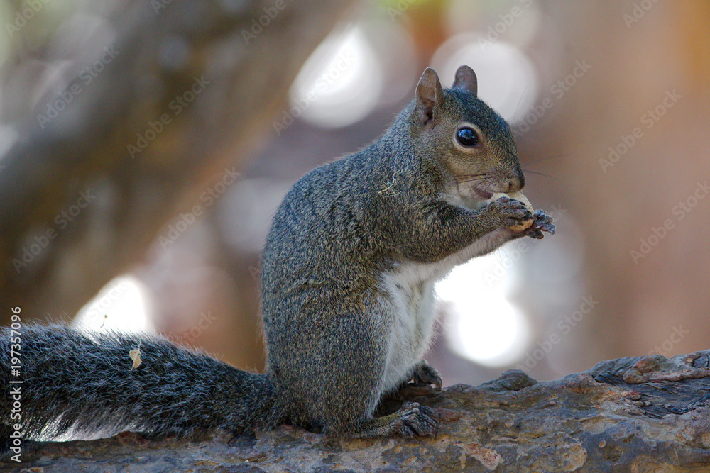 Obraz premium Grauhörnchen in Florida
