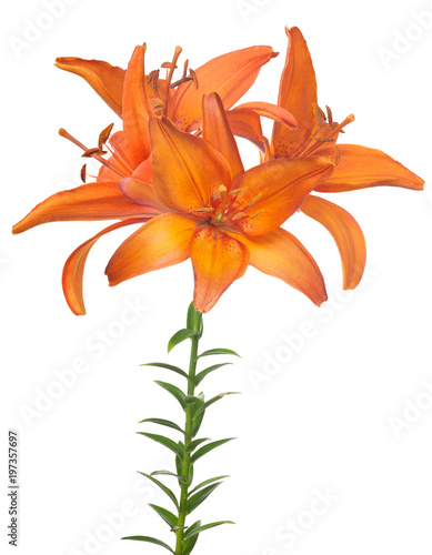 fine orange lily flower with four blooms