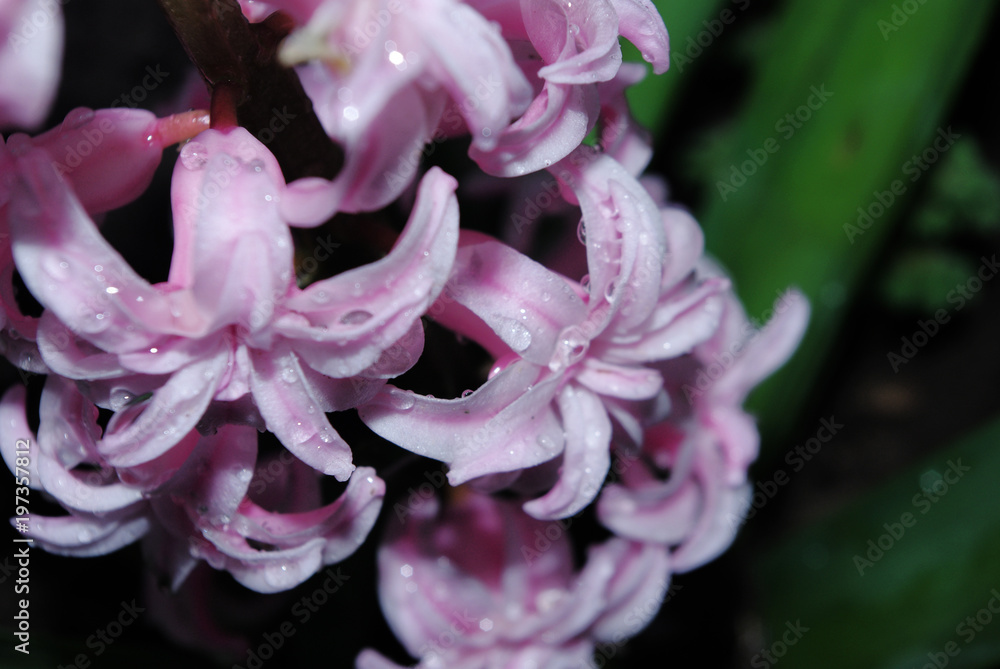 Close-up of a fresh pink hyacinth with droplets of spring rain. Shallow depth of focus. Spring concept.