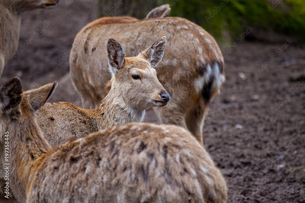 Fototapeta premium Dybowski deer stands in a wildlife scene
