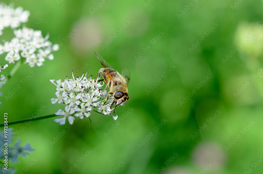 The bee collects honey on a white flower in a field in the summer. The bee collects honey on a white flower in a field in the summer.