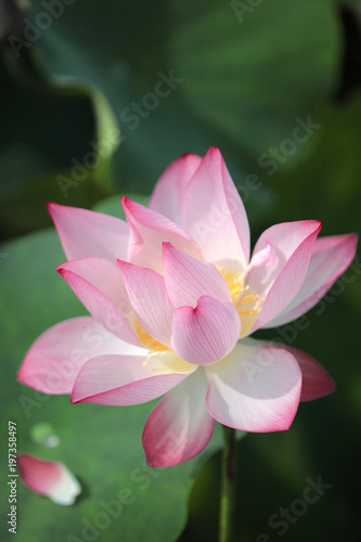 Close-up view of a lovely pale pink waterlily flower with delicate petals and yellow stamen blooming among green leaves in a lotus pond under bright sunshine     blurred background effect  