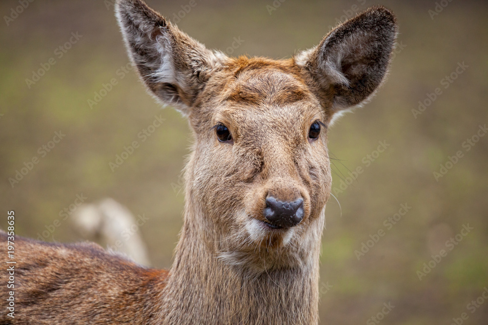 Dybowski deer stands in a wildlife scene Dybowski deer stands in a wildlife scene