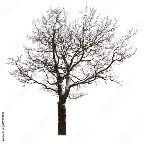 isolated bare oak tree in light snow