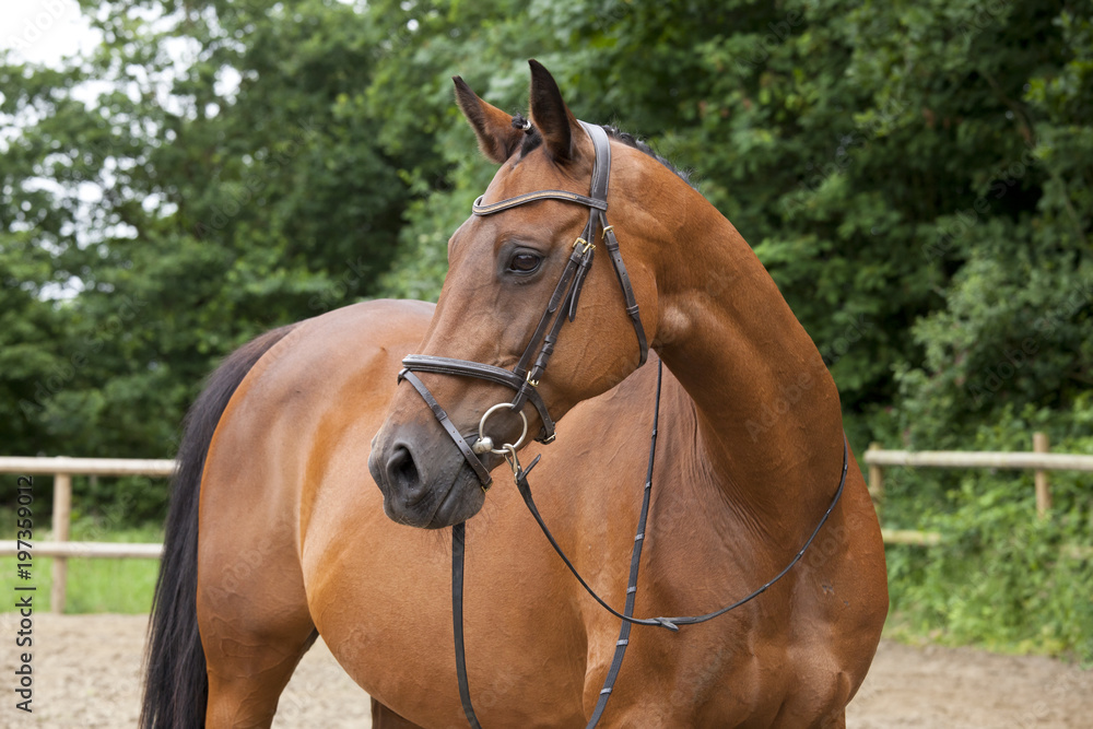 Obraz premium brown horse with bridle