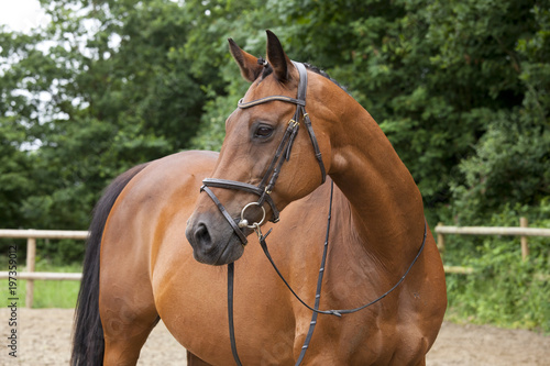brown horse with bridle