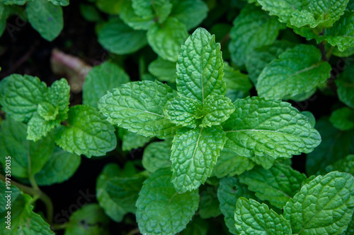 peppermint herb or vegetables in the garden The plant is useful in cooking as a herb to extract fresh scent.