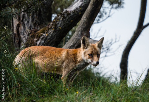 Sideview of a young fox in late summer looking down from a hill