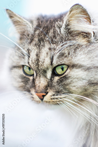 Portrait of a gray rural cat.