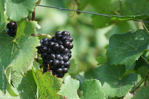 Trauben kurz vor der Ernte