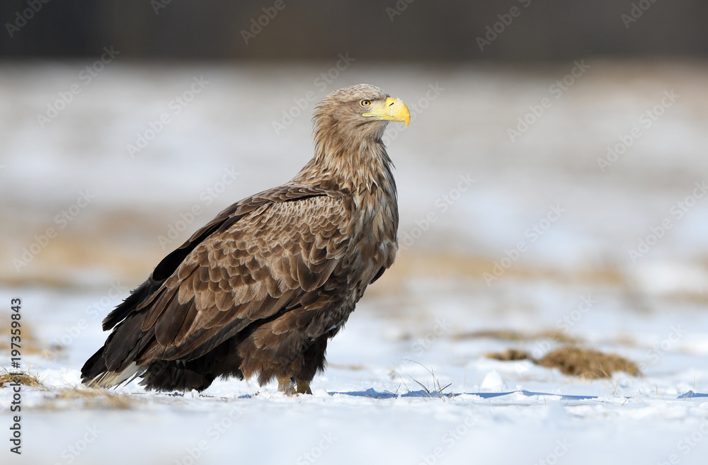 White tailed eagle (Haliaeetus albicilla) White tailed eagle (Haliaeetus albicilla)