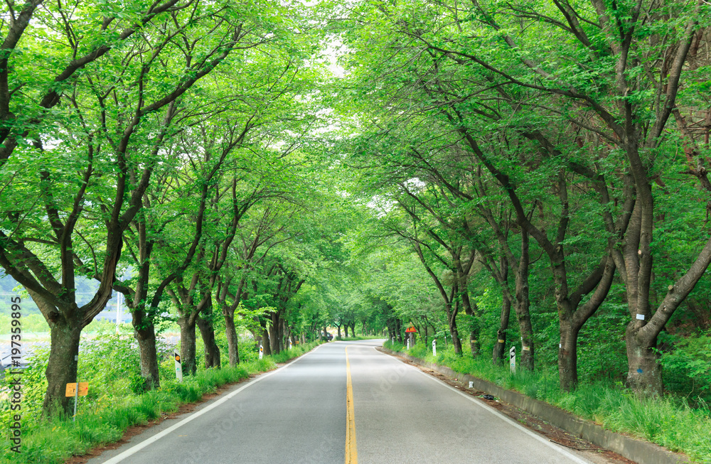 Asphalt road through the deep forest Asphalt road through the deep forest