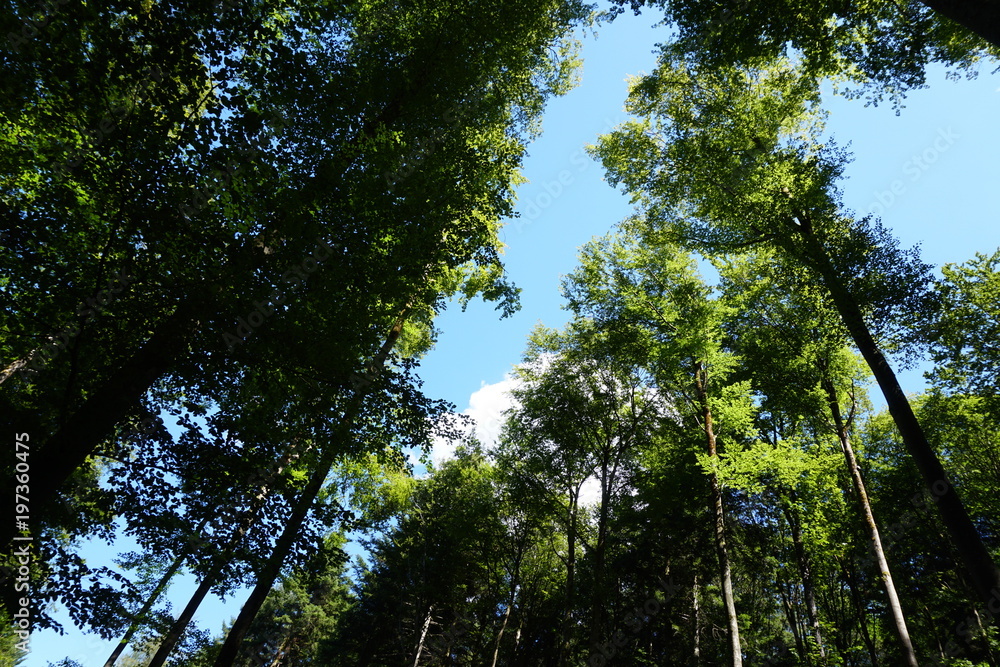 Fototapeta premium Im Wald