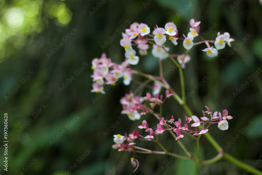 Flowers of a Forest