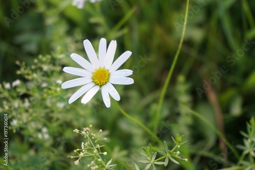 Blume