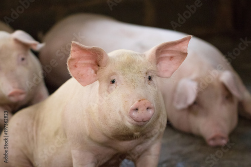 Group of hog waiting feed. Pig indoor on a farm yard in Thailand. swine in the stall. Close up eyes and blur. Portrait animal. © krumanop