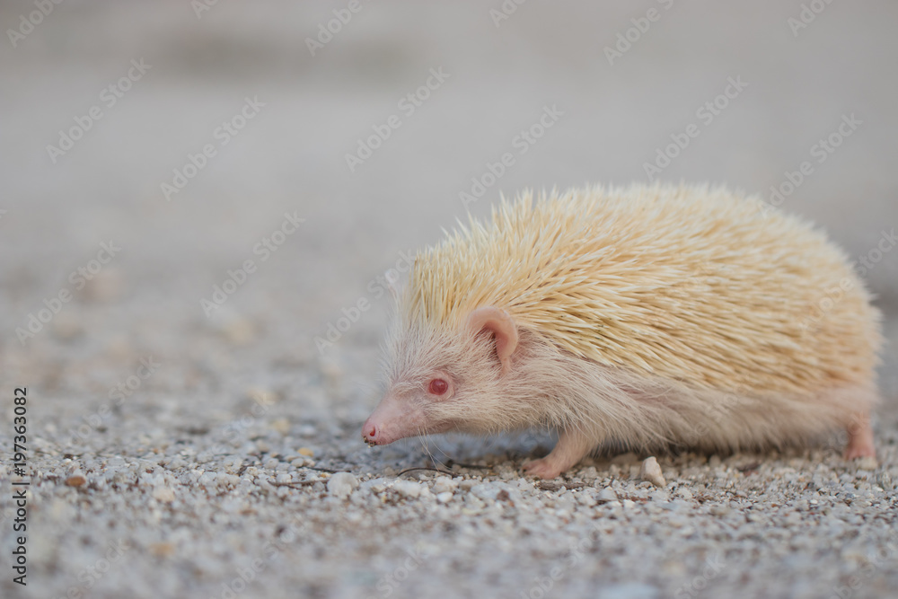 Albino porcupine lying on the ground floor. Animal in Naturally portrait style with blur background. Soft focus. (African Pgymy Hedgehogs) Albino porcupine lying on the ground floor. Animal in Naturally portrait style with blur background. Soft focus. (African Pgymy Hedgehogs)