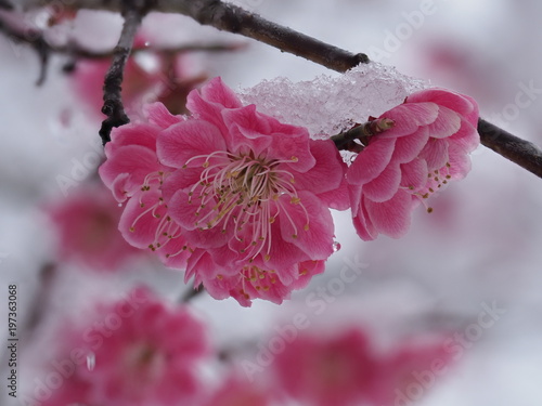 梅と雪
