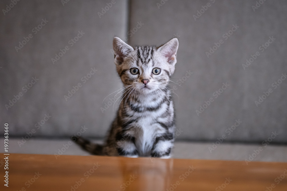 Cute American short hair cat cub Cute American short hair cat cub