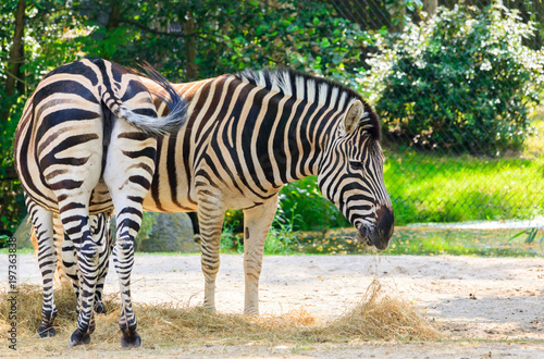 Zebra s Eating