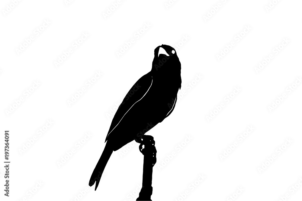 Fototapeta premium Black tone of bird stand on branch of tree isolate on white background.