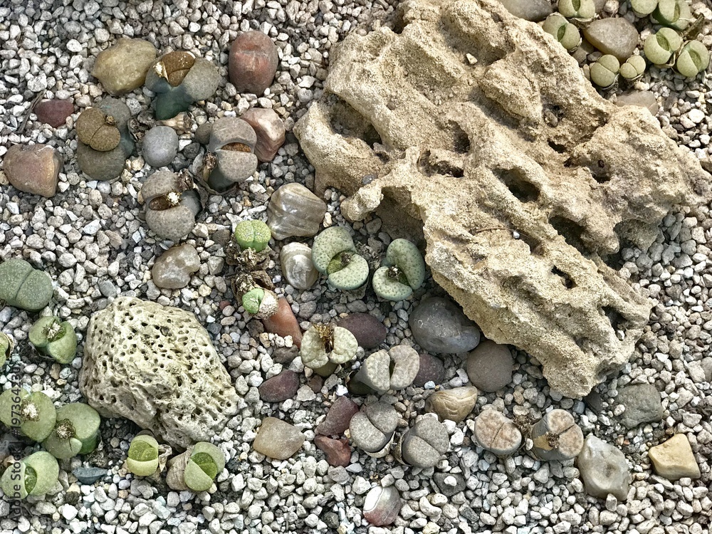Texture of colorful stones on the gravel
Texture of colorful stones on the gravel