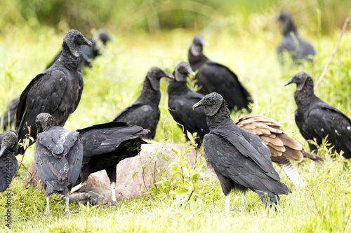 Black Vulture  Coragyps atratus 