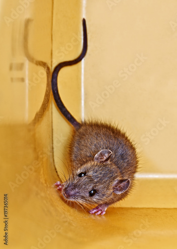 Trapped Mouse robber of cheese
