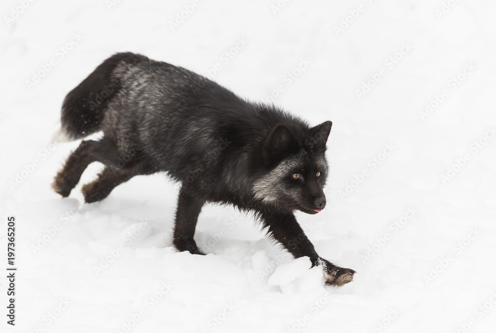 Silver Fox (Vulpes vulpes) Runs