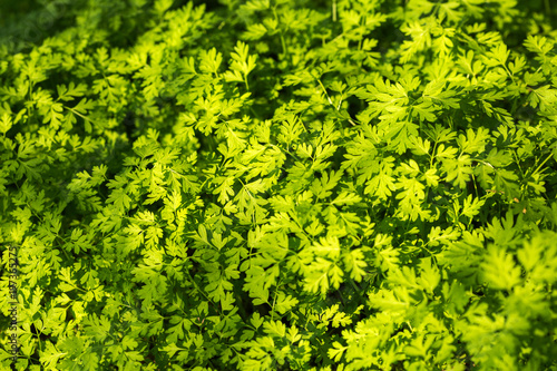 Parsley. Petroselinum. parsley leaves
