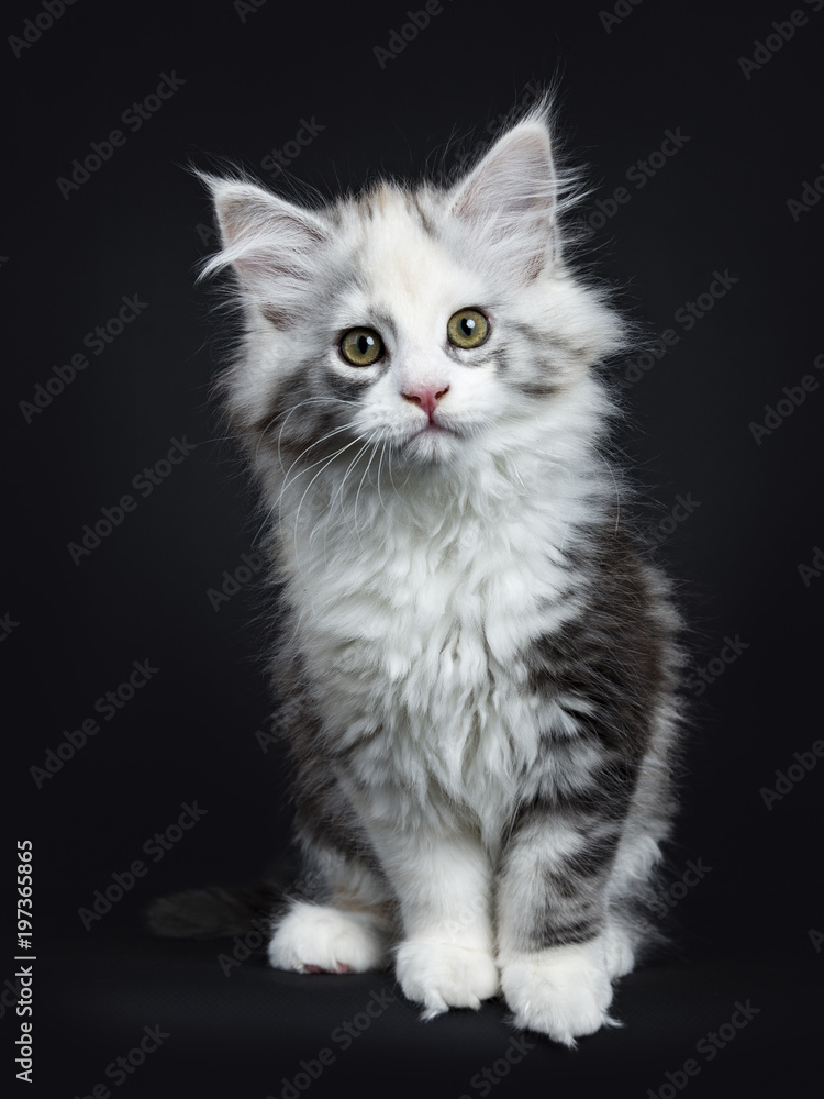 High white tortie Maine Coon girl kitten with attitude sitting up looking very curious in lens isolated on black background