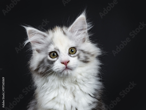 Head shot of High white tortie Maine Coon girl kitten with attitude isolated on black background
