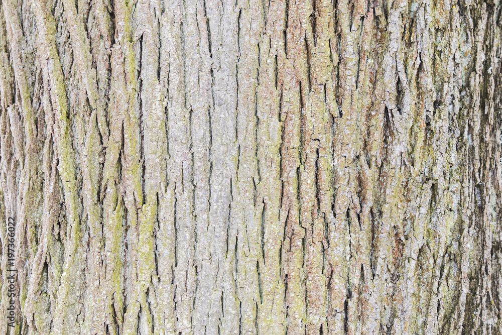 Closeup Rough tree bark texture Closeup Rough tree bark texture