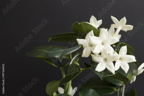 Jasmine flower plant with green leafs on black background